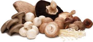 mushroom-group